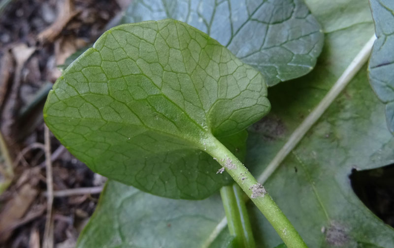 Ficaria verna subsp. verna / Ranuncolo favagello